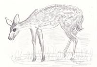 Bambi SGG